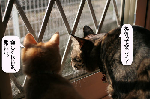 朝日は猫と相性がいい_d0355333_16384328.jpg