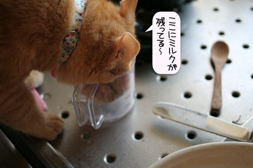 朝日は猫と相性がいい_d0355333_16384344.jpg