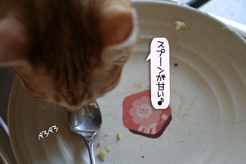 朝日は猫と相性がいい_d0355333_16384432.jpg