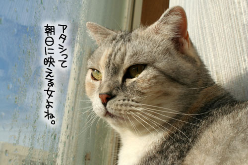 朝日は猫と相性がいい_d0355333_16384702.jpg