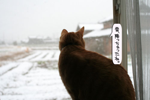 ハレの日に雪が降る_d0355333_16385388.jpg