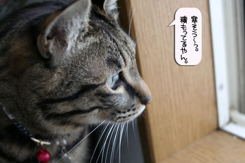 ハレの日に雪が降る_d0355333_16385411.jpg