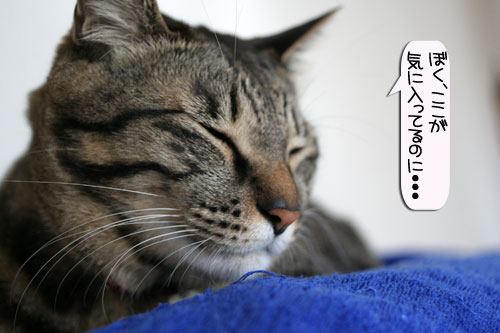 健太くんの旅立ちの日_d0355333_16385707.jpg