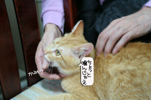 健太くんの旅立ちの日_d0355333_16385925.jpg