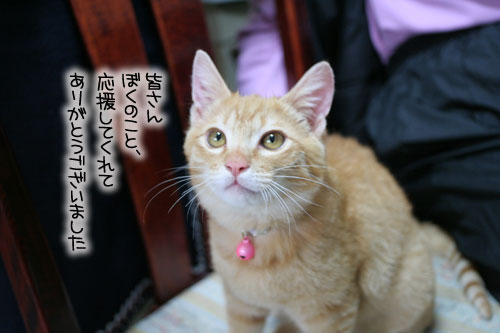 健太くんの旅立ちの日_d0355333_16390094.jpg