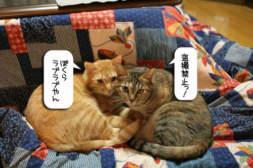 猫にもバレンタイン_d0355333_16392468.jpg