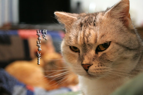 猫にもバレンタイン_d0355333_16392560.jpg
