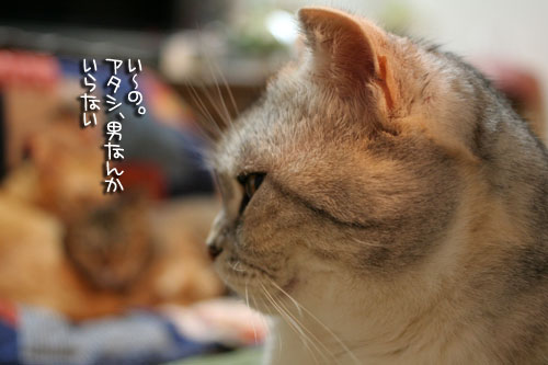 猫にもバレンタイン_d0355333_16392624.jpg