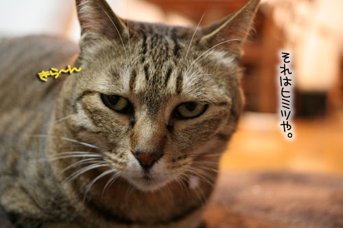 猫にもバレンタイン_d0355333_16392765.jpg