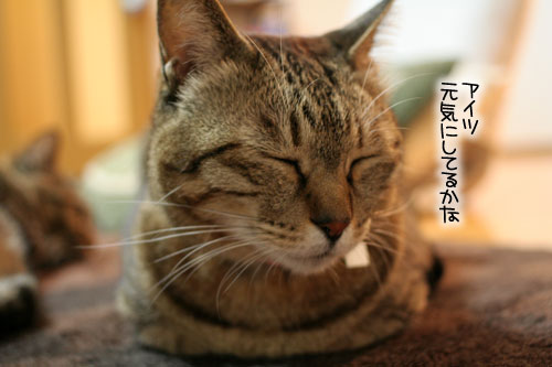 猫にもバレンタイン_d0355333_16392853.jpg
