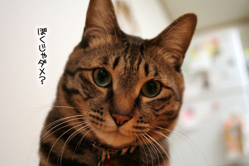 猫にもバレンタイン_d0355333_16392933.jpg
