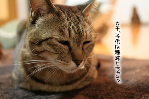 猫にもバレンタイン_d0355333_16392947.jpg