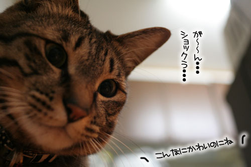 猫にもバレンタイン_d0355333_16392950.jpg
