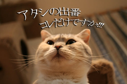 猫にもバレンタイン_d0355333_16393072.jpg