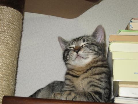 猫にもバレンタイン_d0355333_16393219.jpg