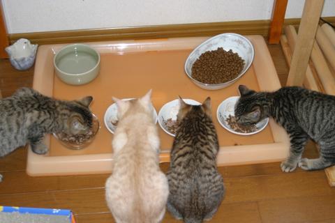 猫にもバレンタイン_d0355333_16393274.jpg