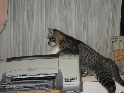 猫にもバレンタイン_d0355333_16393433.jpg