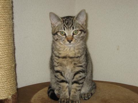 猫にもバレンタイン_d0355333_16393467.jpg