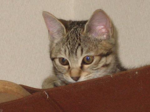 猫にもバレンタイン_d0355333_16393556.jpg