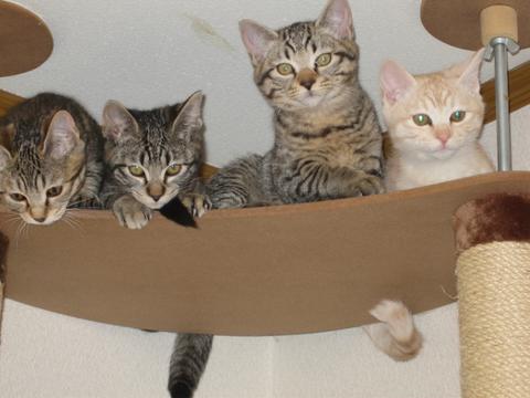 猫にもバレンタイン_d0355333_16393597.jpg