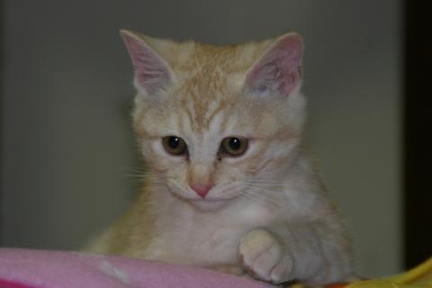 猫にもバレンタイン_d0355333_16393625.jpg