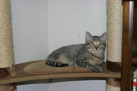 猫にもバレンタイン_d0355333_16393650.jpg