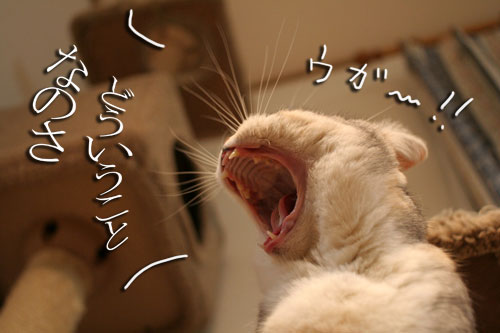 ネタにならなくても_d0355333_16393818.jpg