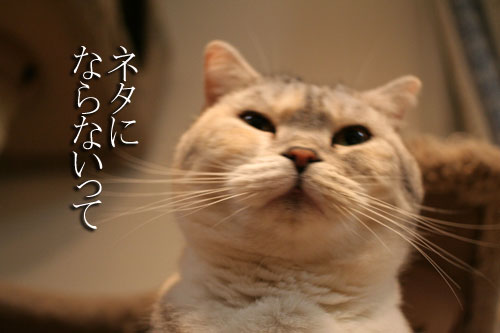 ネタにならなくても_d0355333_16393892.jpg
