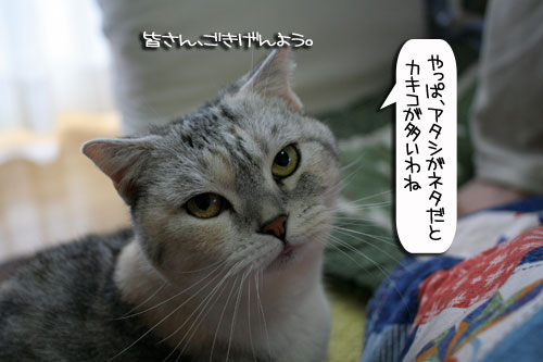 診察台でもくつろげるネコ_d0355333_16394012.jpg