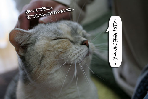 診察台でもくつろげるネコ_d0355333_16394030.jpg