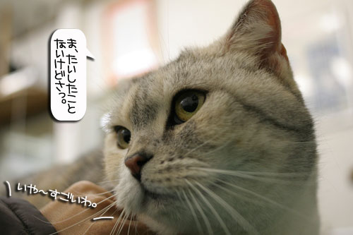 診察台でもくつろげるネコ_d0355333_16394119.jpg