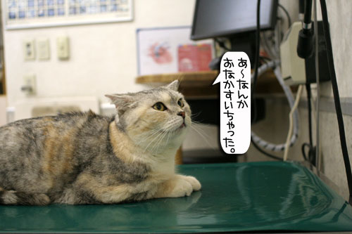 診察台でもくつろげるネコ_d0355333_16394162.jpg