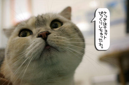 診察台でもくつろげるネコ_d0355333_16394165.jpg