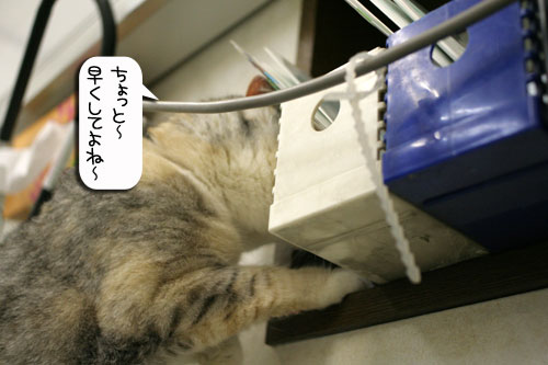 診察台でもくつろげるネコ_d0355333_16394301.jpg