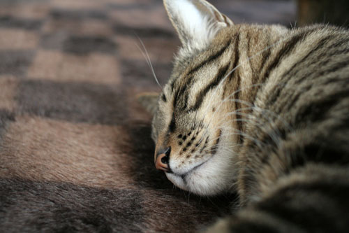 猫の寝顔ってステキ_d0355333_16394420.jpg