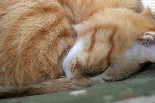 猫の寝顔ってステキ_d0355333_16394530.jpg