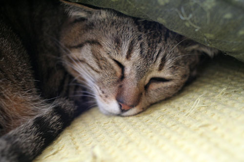 猫の寝顔ってステキ_d0355333_16394643.jpg
