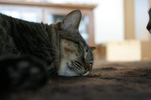 猫の寝顔ってステキ_d0355333_16394663.jpg
