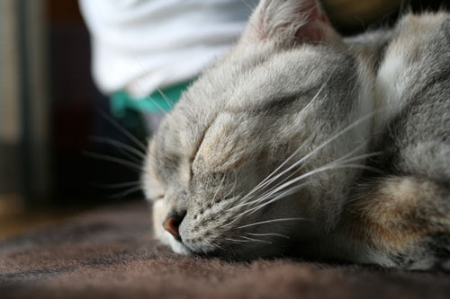 猫の寝顔ってステキ_d0355333_16394666.jpg