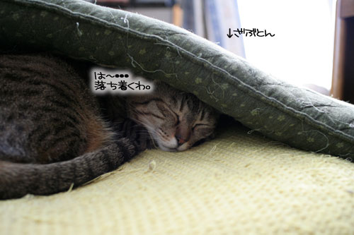 猫の寝顔ってステキ_d0355333_16394723.jpg