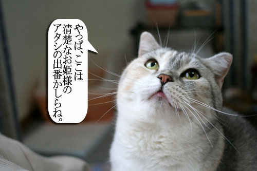 かわいい角度は斜め45度上向き。_d0355333_16395207.jpg