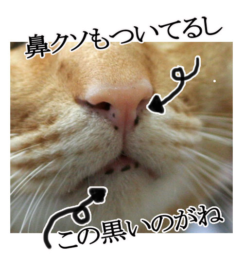 かわいい角度は斜め45度上向き。_d0355333_16395279.jpg