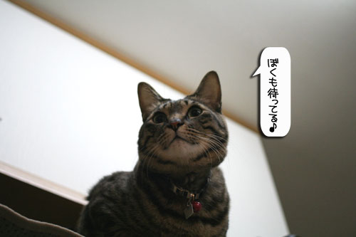 魚を焼いたら猫集合_d0355333_16400490.jpg