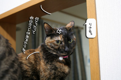 魚を焼いたら猫集合_d0355333_16400564.jpg