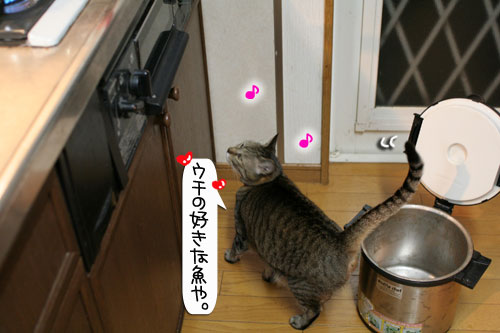 魚を焼いたら猫集合_d0355333_16400678.jpg