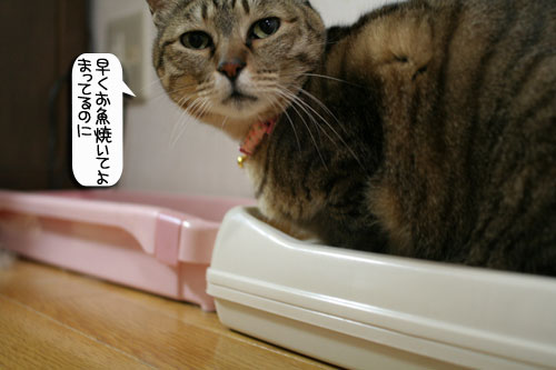 魚を焼いたら猫集合_d0355333_16400854.jpg