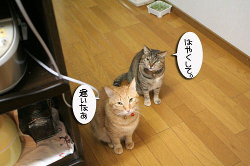 猫の日だから・・・?_d0355333_16401040.jpg