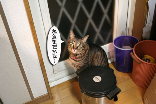 猫の日だから・・・?_d0355333_16401155.jpg