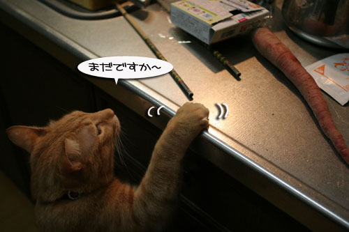 猫の日だから・・・?_d0355333_16401216.jpg
