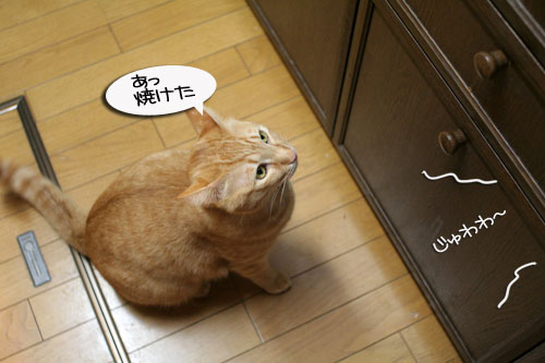 猫の日だから・・・?_d0355333_16401242.jpg